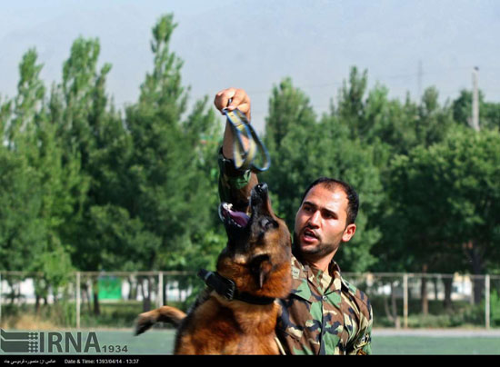 عکس: سگ‌های پلیس نیروی انتظامی یگان اسبواران,ناجا,سپکا,دیدنی های امروز دیدنی های روزانه