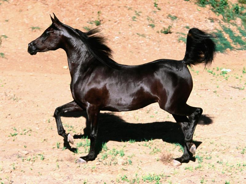 قیمت اسب دره شور