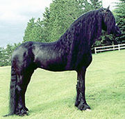 180px-Friesian-stallion.jpg