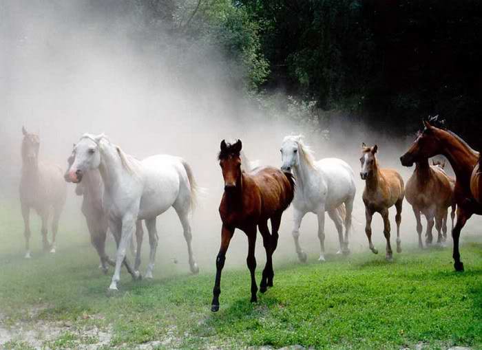 عکس های زیبا از اسب های سفید
