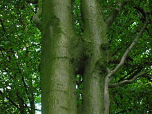 220px-Beech_tree_trunk_inosculation.JPG
