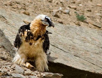 62 گونه پرنده در منطقه حفاظت شده کرکس شناسایی و ثبت شد