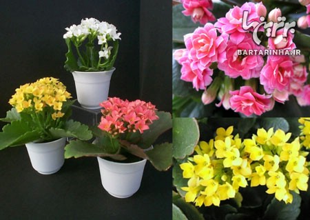 ,منوی پیشنهادی برای خرید گل و گیاه گیاه,گل,گلدان,اخبار اجتماعی، صفحه اجتماعی