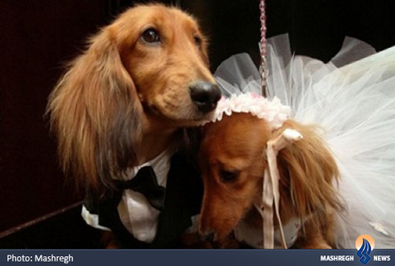 عکسهای جشن عروسی گران قیمت سگ ها در آمریکا