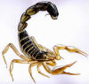 Scorpion_1012.jpg