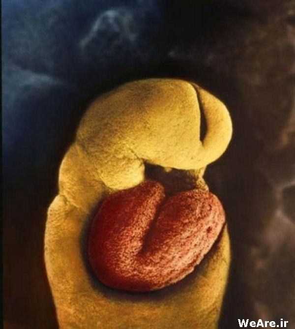 روز 24ام. بعد از 18 روز قلب شروع به شکل گیری می کند. می دانیم که جنین یک ماه هیچ استخوانی ندارد.
