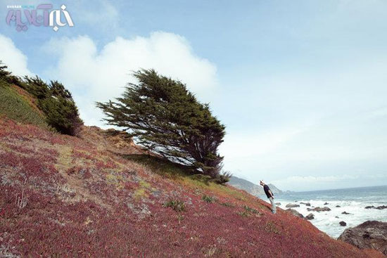 ,تصاویر: انسان و درخت و باد ... عکس,عکاسی,دیدنی ها,جالب انگیز