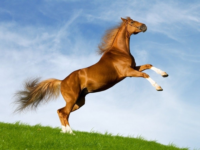 عکس های فوق العاده خوشگل از انواع اسب ها با رنگ های زیبا