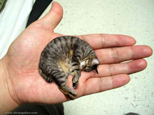 عکس خالکوبی گربه کوچک 