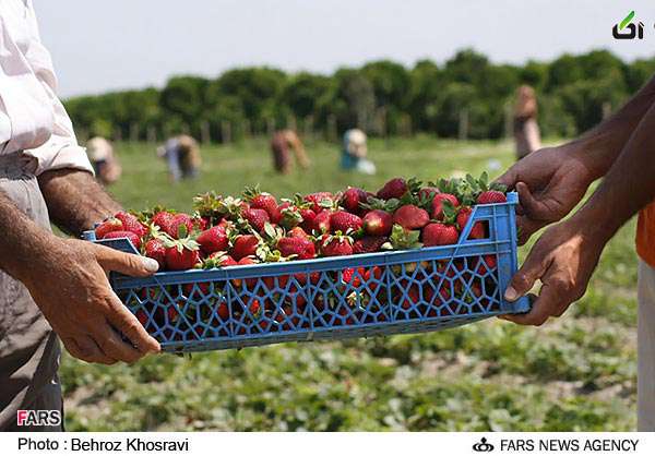 شهر زیبای توت فرنگی در مازندران,عکس توت,توت فرنگی