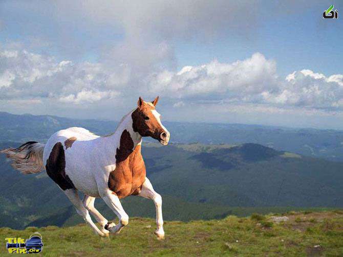 عکس های فوق العاده زیبا از اسب 