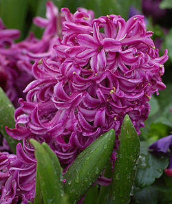 250px-Garden_Hyacinth_Hyacinthus_orienta