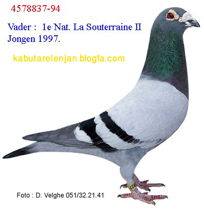 pigeons%20736%20%2812%29.jpg