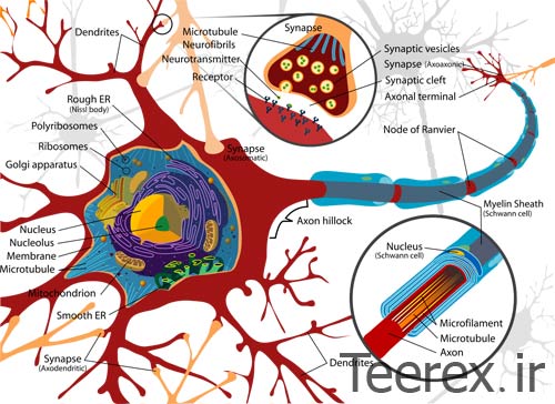 neuron 02 تحقیق کامل در مورد نورون / Neuron