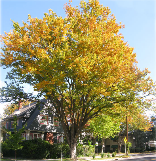 tree(fall).jpg