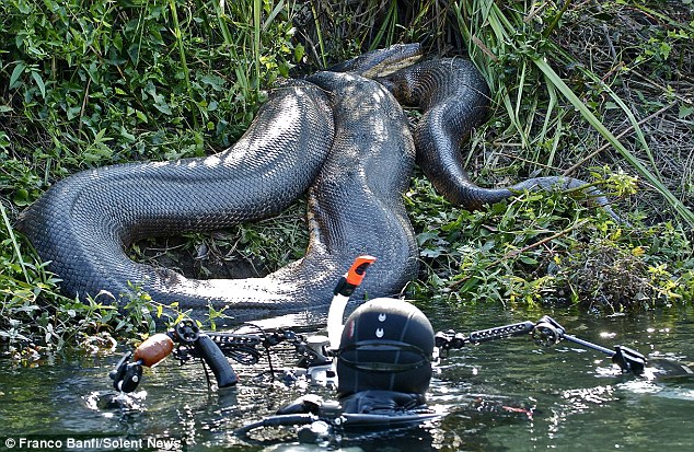 Time for your close-up: Banfi was able to reach out and touch this massive anaconda sunbathing on the riverbank having devoured a capybara rodent