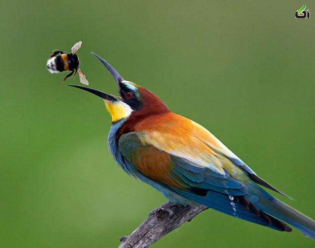 عکس های زیبا و دیدنی از دنیای پرندگان