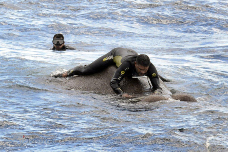 اخبارگوناگون,خبرهای  گوناگون, نجات فیل از وسط دریا