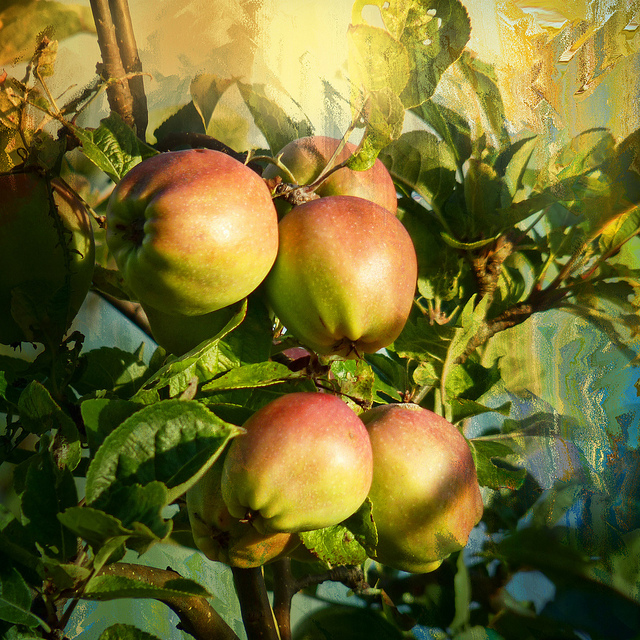 عکسهای زیبا از سیب 