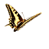 butterfly3.gif