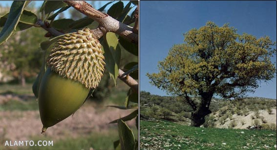 عکس میوه بلوط - عکس درخت بلوط