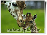 giraffe baby picture