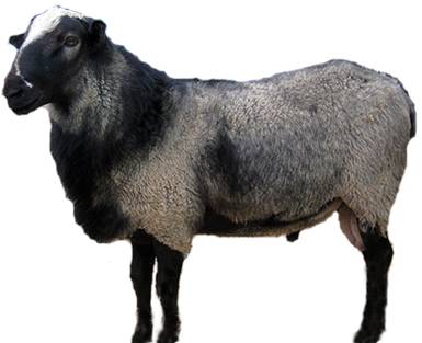 معرفی گوسفند نژاد رومانف