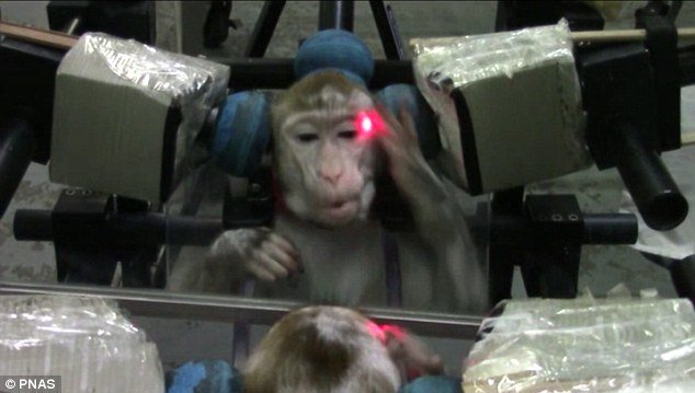 اخبار,اخبارعلمی وآموزشی,آموزش میمونها برای تشخیص چهره خود در آینه