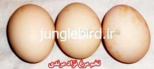 تخم مرغ نژاد مرندی