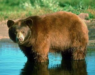 خرس سیاه؛ گونه ای استثنائی و نایاب