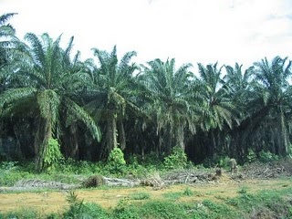 raffia palm trees3