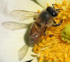 آشنایی با زنبور عسل