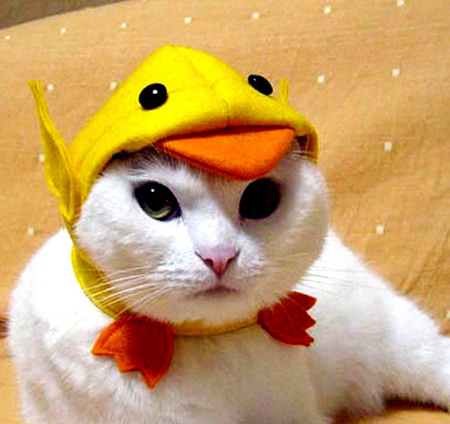funny-cat-costume.jpg