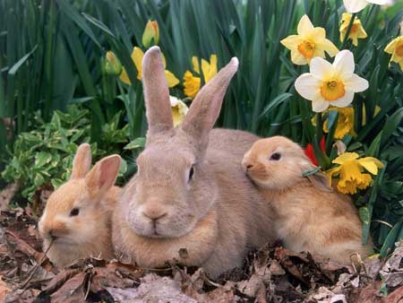 rabbits year نحوه نامگذاری سالها با اسامی حیوانات