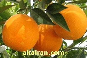 خواص بهار پرتقال 