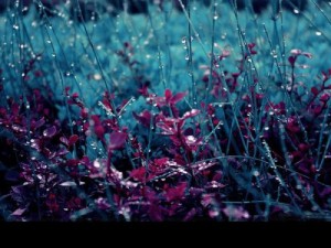 عکس هایی بسیار زیبا و عاشقانه از باران (12)