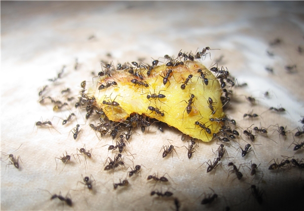 اخبار,اخبار علمی وآموزشی,وزن مورچه‌های زمین از وزن همه انسان‌ها بیشتر است