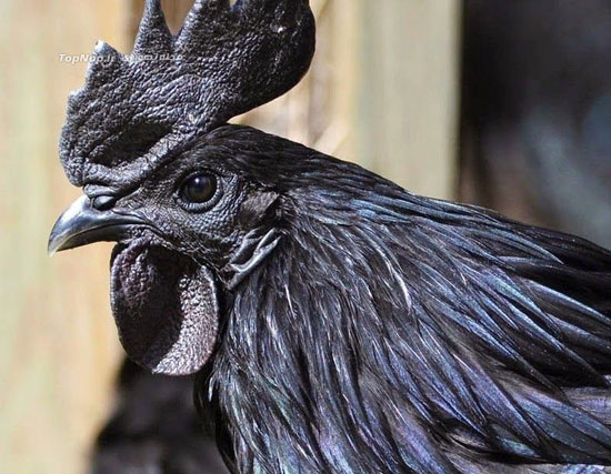 ,خروس سیاه, گونه ای نادر و زیبا +عکس خروس,سیاه,خواندنی ها و دیدنی ها