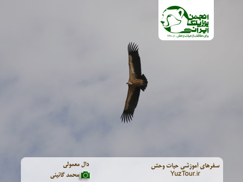 پرندگان شکاری در نزدیکی بندرعباس - یوز تور