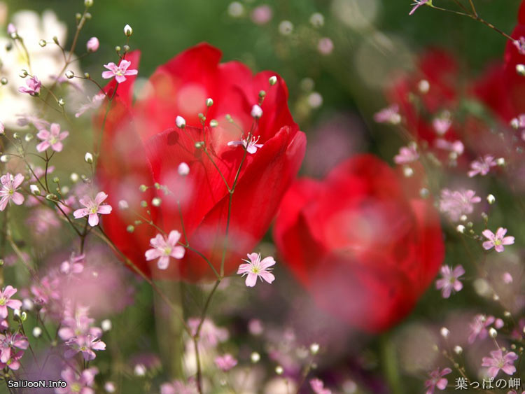 عکس گل های زیبا,عکس گل های زیبای جهان,عکس گل های زیبا برای پس زمینه,[categoriy]