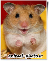 cute hamster picture