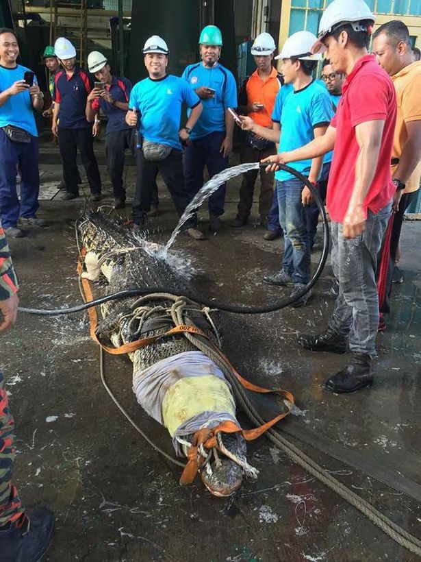 اخبارگوناگون,خبرهای  گوناگون , مرگ تمساح ۶ متری