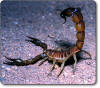 Scorpion_1001.jpg