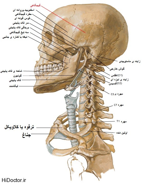 ,استخوان لامی,استخوان تیغه ای,استخوان شاخک تحتانی,مقالات پزشکی و بهداشتی،توصیه های پزشکی ، بهداشت