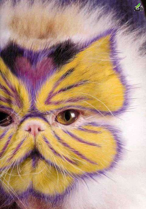 نقاشی بر روی گربه ها,گربه ها,عکس گربه ها