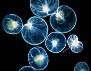 dianoflagellates