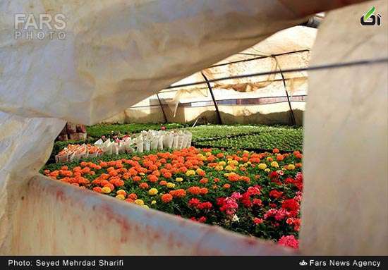 عکس های طبیعت,عکس: بازار گل و گیاه محلات گل و گیاه,استان مرکزی
