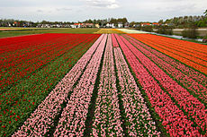 [تصویر:  230px-Holland_tulips.jpg]