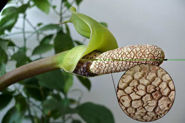 گیاه زامیفولیا,آشنایی با گیاه زامیفولیا,تصاویر گیاه زامیفولیا
