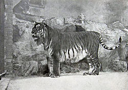 250px-Panthera_tigris_virgata.jpg